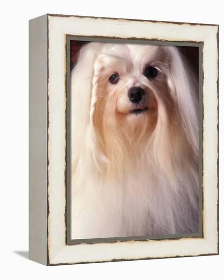 Maltese with Hair Plaited-Adriano Bacchella-Framed Premier Image Canvas