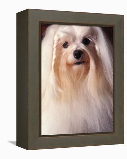 Maltese with Hair Plaited-Adriano Bacchella-Framed Premier Image Canvas