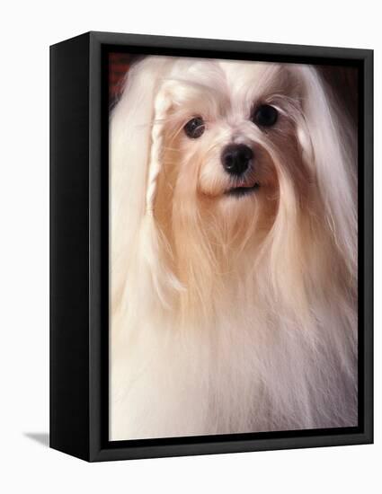Maltese with Hair Plaited-Adriano Bacchella-Framed Premier Image Canvas