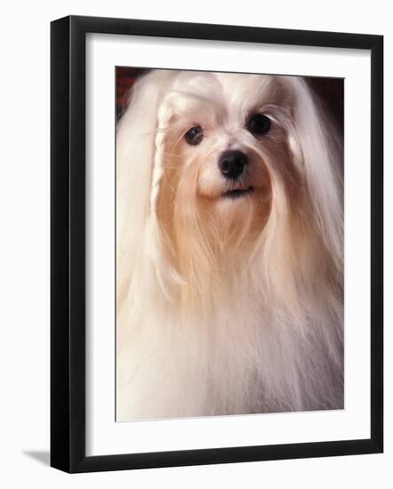 Maltese with Hair Plaited-Adriano Bacchella-Framed Photographic Print