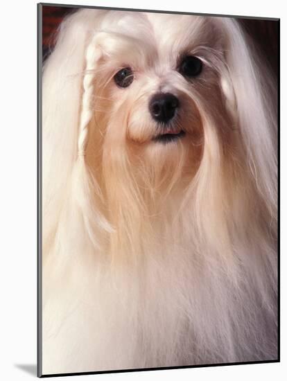 Maltese with Hair Plaited-Adriano Bacchella-Mounted Photographic Print