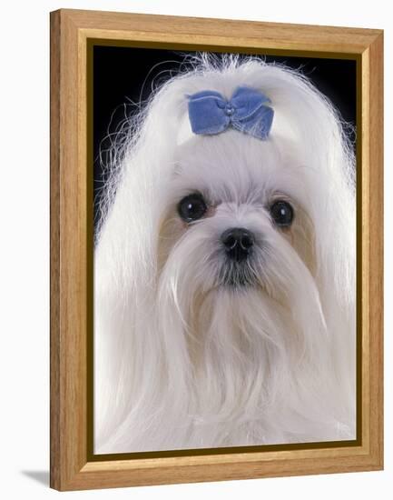 Maltese-null-Framed Premier Image Canvas