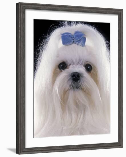 Maltese-null-Framed Photographic Print