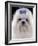 Maltese-null-Framed Photographic Print