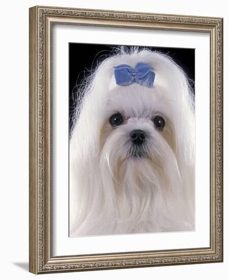 Maltese-null-Framed Photographic Print