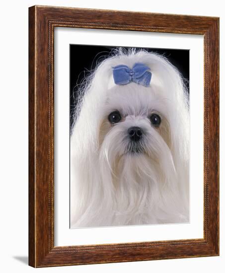 Maltese-null-Framed Photographic Print