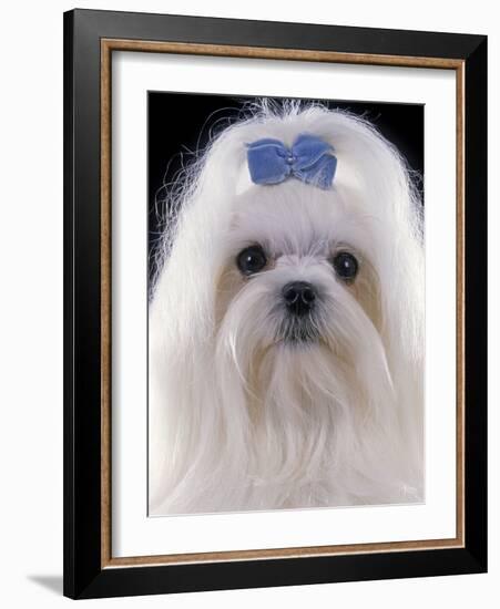 Maltese-null-Framed Photographic Print