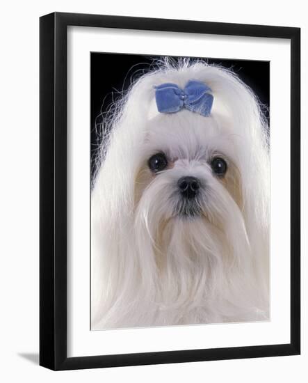 Maltese-null-Framed Photographic Print