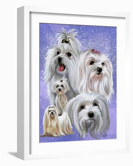 Maltese-Barbara Keith-Framed Giclee Print