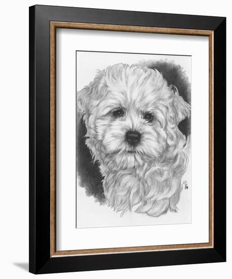 Maltichon-Barbara Keith-Framed Giclee Print