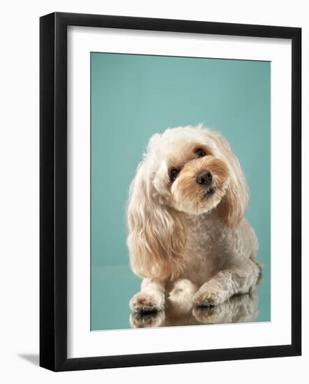 Maltipoo on a Blue Background. Curly Dog in Photo Studio. Maltese, Poodle-dezy-Framed Photographic Print