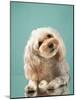 Maltipoo on a Blue Background. Curly Dog in Photo Studio. Maltese, Poodle-dezy-Mounted Photographic Print