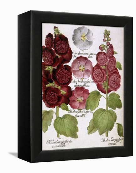 Malva Hortensis-null-Framed Premier Image Canvas