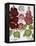 Malva Hortensis-null-Framed Premier Image Canvas