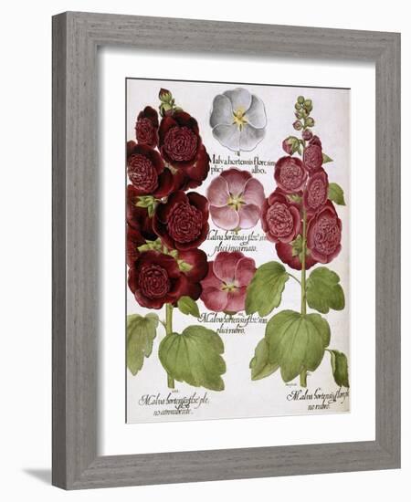 Malva Hortensis-null-Framed Giclee Print