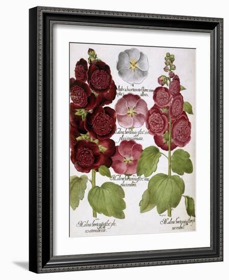 Malva Hortensis-null-Framed Giclee Print