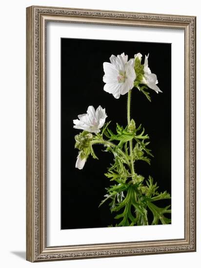 Malva Moschata Alba, White Musk Mallow (Photo)-null-Framed Giclee Print