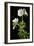 Malva Moschata Alba, White Musk Mallow (Photo)-null-Framed Giclee Print