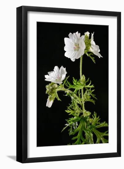 Malva Moschata Alba, White Musk Mallow (Photo)-null-Framed Giclee Print