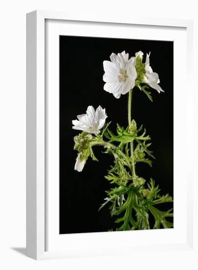 Malva Moschata Alba, White Musk Mallow (Photo)-null-Framed Giclee Print