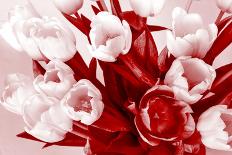 Bouquet from Several Tulips of Monochrome Red Color-malven-Premier Image Canvas