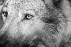 Part Muzzle of A Gray Wolf Closeup Monochrome Tone-malven-Framed Photographic Print