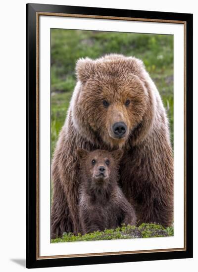 Mama Bear (Brown Bear and Cub)-Art Wolfe-Framed Giclee Print