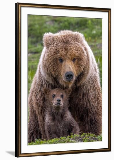 Mama Bear (Brown Bear and Cub)-Art Wolfe-Framed Giclee Print