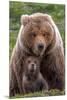 Mama Bear (Brown Bear and Cub)-Art Wolfe-Mounted Giclee Print