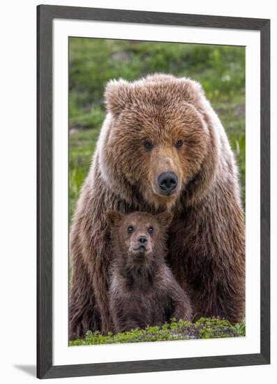 Mama Bear (Brown Bear and Cub)-Art Wolfe-Framed Giclee Print