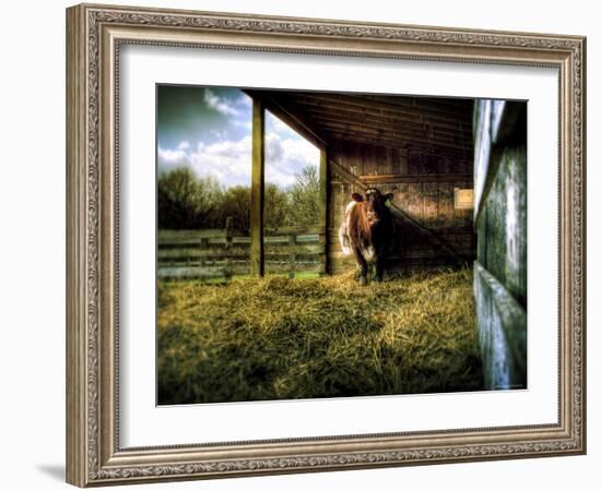 Mama-Stephen Arens-Framed Photographic Print