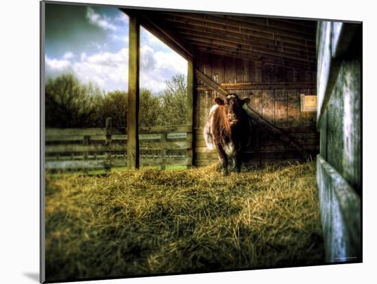 Mama-Stephen Arens-Mounted Photographic Print