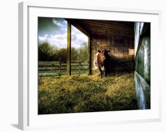 Mama-Stephen Arens-Framed Photographic Print