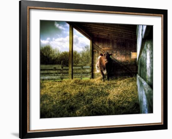 Mama-Stephen Arens-Framed Photographic Print