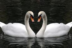 Swan Symbol of Love-mamaluk-Framed Premier Image Canvas