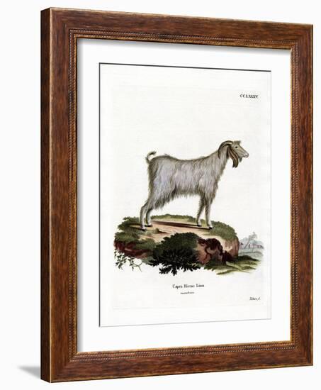 Mamber Goat-null-Framed Giclee Print