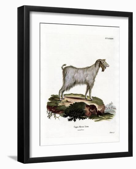 Mamber Goat-null-Framed Giclee Print