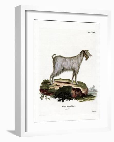 Mamber Goat-null-Framed Giclee Print