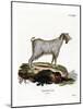 Mamber Goat-null-Mounted Giclee Print