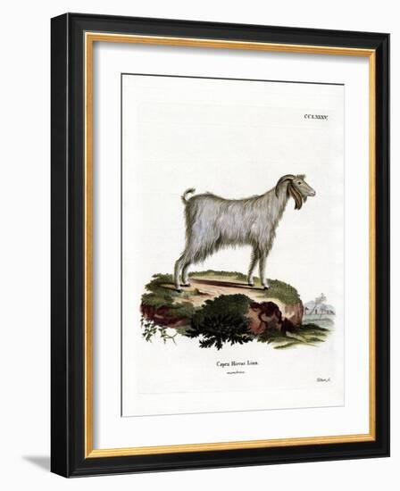 Mamber Goat-null-Framed Giclee Print