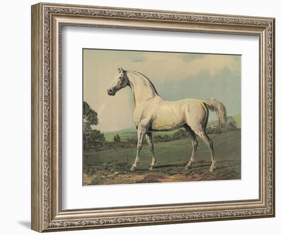 Mambrino (Racehorse)-null-Framed Photographic Print