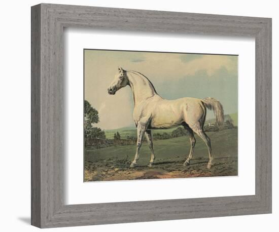 Mambrino (Racehorse)-null-Framed Photographic Print
