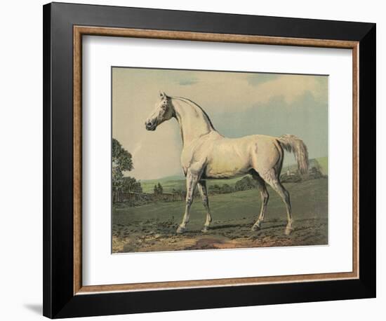 Mambrino (Racehorse)-null-Framed Photographic Print