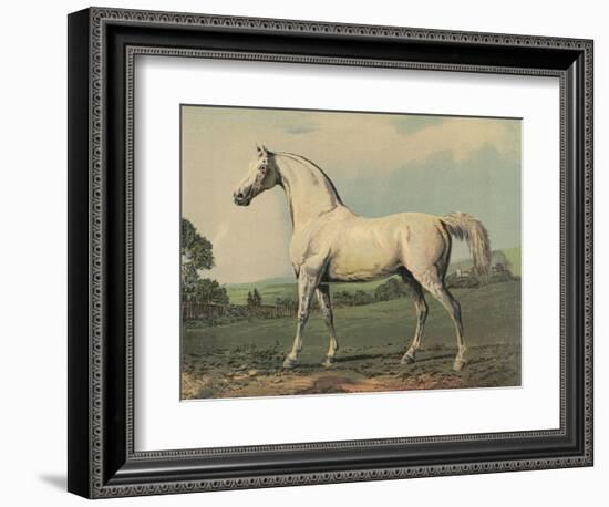 Mambrino (Racehorse)-null-Framed Photographic Print