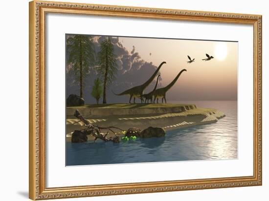 Mamenchisaurus Dinosaurs Walk to a Lake for a Morning Drink-null-Framed Art Print