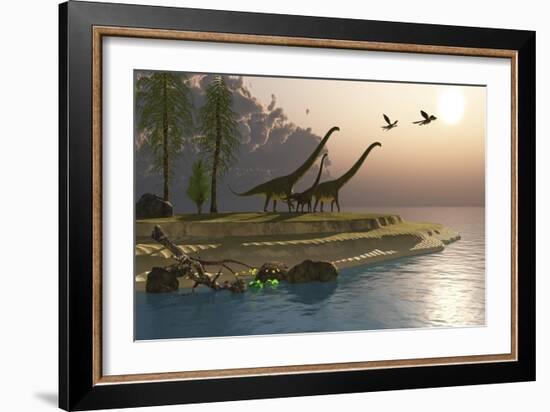 Mamenchisaurus Dinosaurs Walk to a Lake for a Morning Drink-null-Framed Art Print