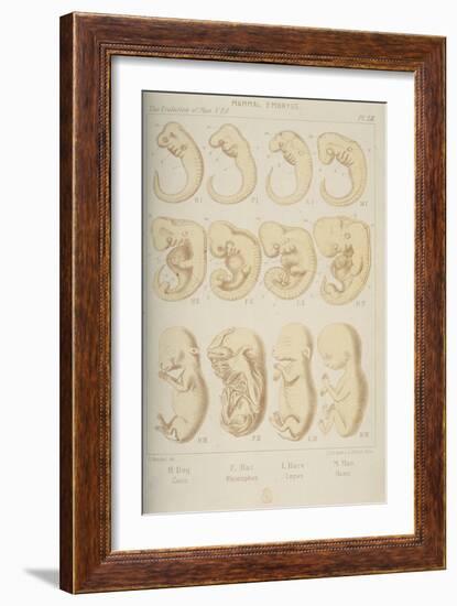 Mammal Embryos, 1905-Ernst Heinrich Philipp August Haeckel-Framed Giclee Print