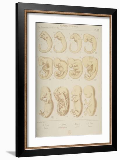 Mammal Embryos, 1905-Ernst Heinrich Philipp August Haeckel-Framed Giclee Print