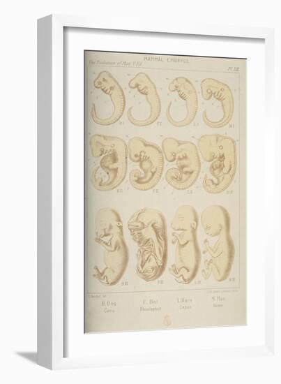 Mammal Embryos, 1905-Ernst Heinrich Philipp August Haeckel-Framed Giclee Print