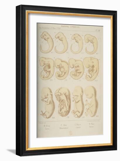 Mammal Embryos, 1905-Ernst Heinrich Philipp August Haeckel-Framed Giclee Print